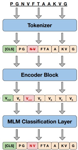 Protein language model (placeholder)