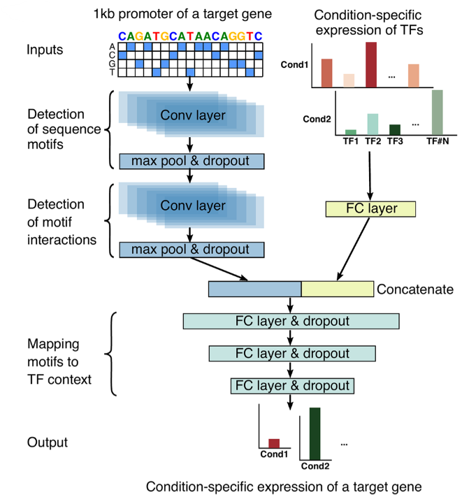 Regulatory network (placeholder)
